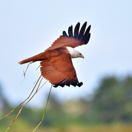 Brahminy kite bird (Haliastur indus) is catching a rat in a rice field, Thailand.の写真素材