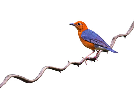 Beautiful colorful bird, Orange headed Thrush (Geokichla citrina) perching on a branch on white background.の写真素材