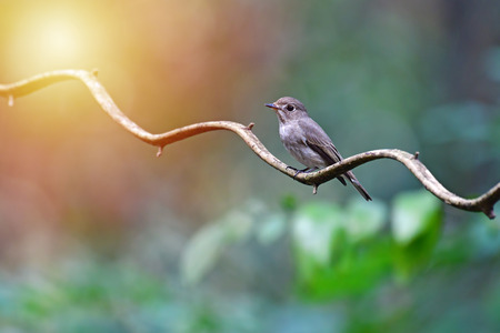 Beautiful colorful bird, Asian Brown Flycatcher (Muscicapa latirostris) perching on a branch on sun ligth.の写真素材