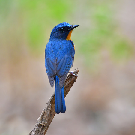 Beautiful blue bird, male of Hill Blue Flycatcher (Cyornis banyumas) Bird perching on a branch.の写真素材