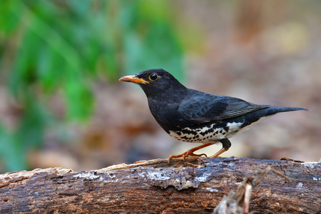 Beautiful black bird, Japanese Thrush (Turdus cardis) standin on the log, bird from Thailand.の写真素材