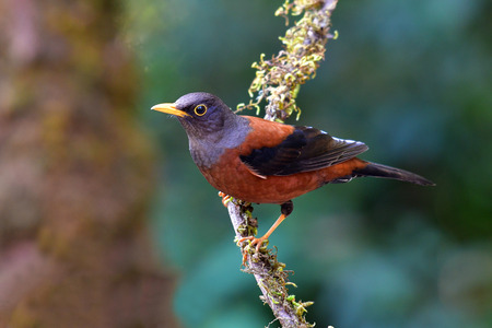 Beautiful colorful bird, male of Chestnut Thrush (Turdus rubrocanus) Bird standing on the branch, bird from Thailand.の写真素材