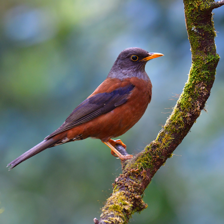 Beautiful colorful bird, female of Chestnut Thrush (Turdus rubrocanus) Bird standing on the branch, bird from Thailand.の写真素材