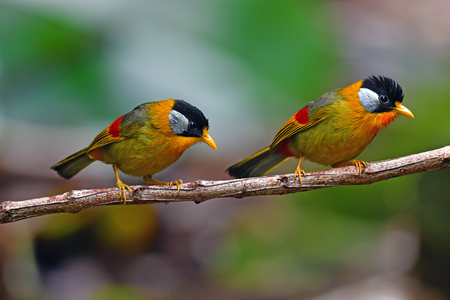 Beautiful golden bird, Couple of Silver-eared Mesia (Leiothrix argentauris) in Doi Phu Kha National Park, Thailandの写真素材