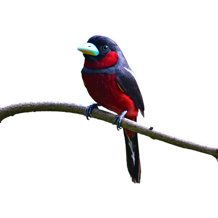 Beautiful Broadbill bird, Black and red Broadbill (Cymbirhynchus macrorhynchos) perchinh on a branch at Kaeng Krachan National Park, Thailand.の写真素材