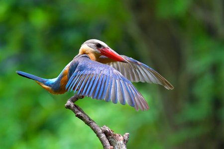 Beautiful bird, Stork-billed Kingfisher (Pelargopsis capensis) Bird standing on the branch, bird from Thailand.の写真素材