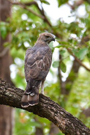Beautiful bird, Changeable Hawk Eagle (Nisaetus limnaeetus) standing on branch, Huai Kha Khaeng Wildlife Sanctuary bird of Thailand.の写真素材