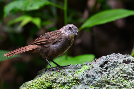 Beautiful brown bird, Greyish Limestone-babbler (Turdinus crispifrons) Endemic Species of Thailand at Hub Pa Tad Uthai Thani province, Thailand.の写真素材