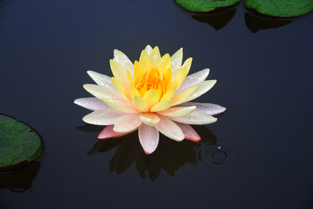 Beautiful Lotus flower in pondの写真素材