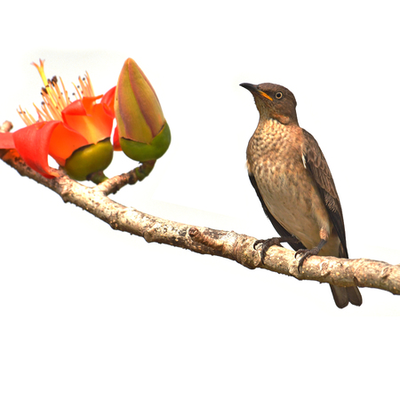 Beautiful bird, Female of Spot-winged Starlings (Saroglossa spilopterus) Bird perching on a Bombax...