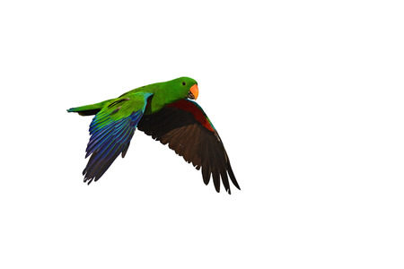 Male of eclectus parrot bird fling isolated on white background.