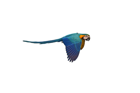 Blue-and-gold Macaw (Ara ararauna) bird in flight.の写真素材