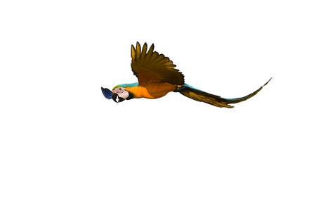 Blue and gold macaw (Ara ararauna) bird in flight.の写真素材