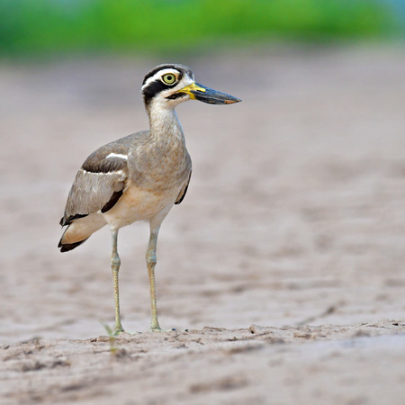Beautiful bird, Great Thick-knee (Esacus recurvirostris) Bird standing on the Khong River, bird from...