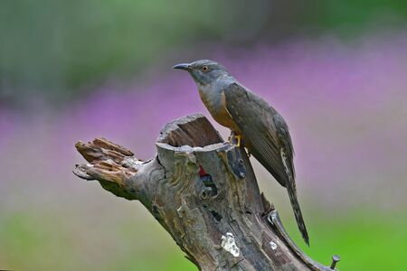 Beautiful bird, male of Plaintive Cuckoo (Cacomantis merulinus), Bird from Thailandの写真素材