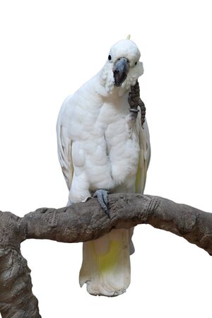 Beautiful  Sulphur-crested Cockatoo (Cacatua galerita), perching on a branch isolated on white...