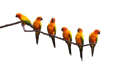 Beautiful  Sun Conure parrot bird perching on a branch isolated on white background