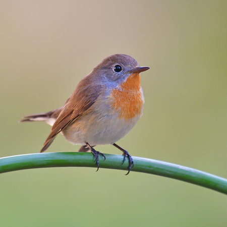 Beautiful brown bird, Red-breasted Flycatcher (Ficedula parva) standing on the branch in nature Thailandの写真素材