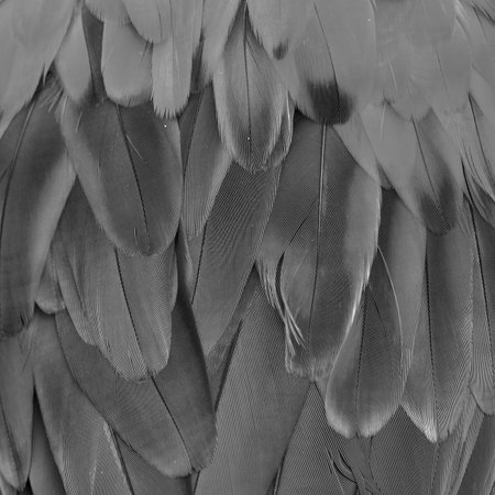 Scarlet Macaw feathers background texture, black and white tone.の写真素材