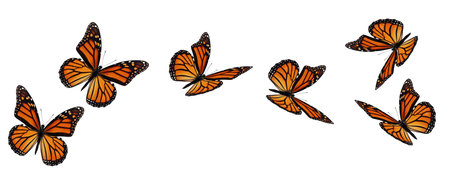 Beautiful monarch butterfly flying isolated on white background.の写真素材