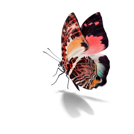 Beautiful monarch butterfly isolated on white backgroundの写真素材