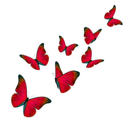 Beautiful red morpho butterfly isolated on white background.の写真素材