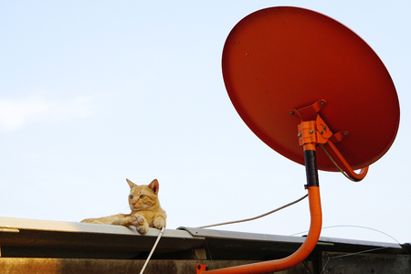 Closeup image of lazy cat, Homeless cat relaxing on the roof and blue sky background, near the Satellite dishesの写真素材