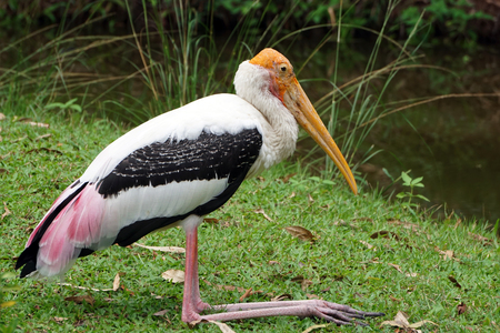Painted Stork (Mycteria leucocephala) stand on the green field near swamp, The beautiful bird of Thailand, It's a large wader in the stork family and found in the wetlands of tropical Asia south.の写真素材