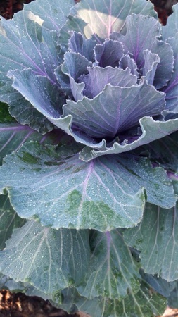 Dew on the cabbage