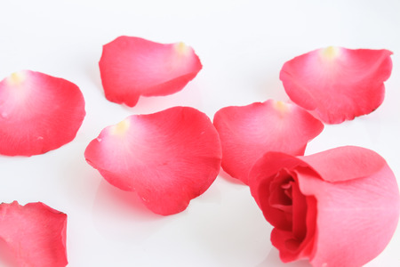 red rose with petal on white background (valentine concept)の写真素材