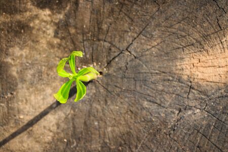 New tree growth up on dead tree as business concept can be successの写真素材