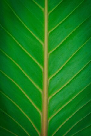leaf texture