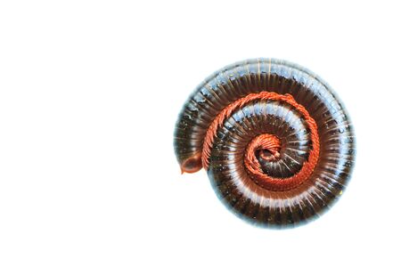 Millipede in perfect spiral form Isolatedの写真素材
