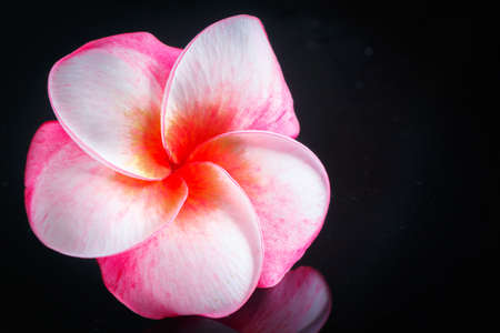 Plumeria on Black backgroundの写真素材