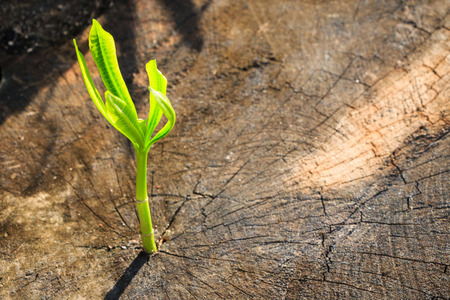 New tree growth up on dead tree as business concept can be success