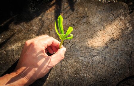 New tree growth up on dead tree as business concept can be success