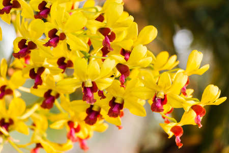 Yellow Orchid Flower on Nature の写真素材