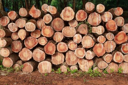 Stump texture backgroundの写真素材
