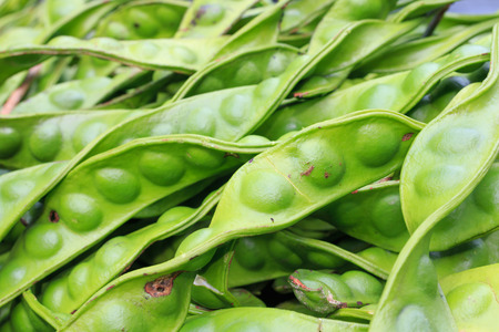 Parkia speciosaの写真素材