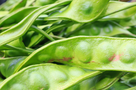 Parkia speciosaの写真素材