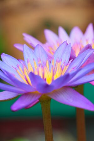 lotus flower on the waterの写真素材