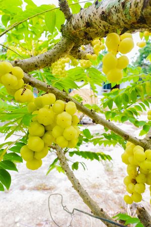 star gooseberry on treeの写真素材