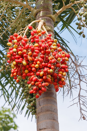 Red Areca Nut Palm on treeの写真素材