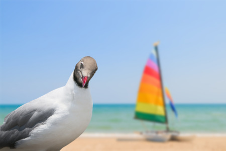 Pigeons looking at blurred image of colorful yacht boat on the beachの写真素材
