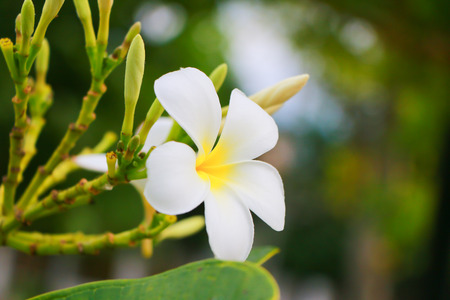 white Plumeria on nature background.の写真素材