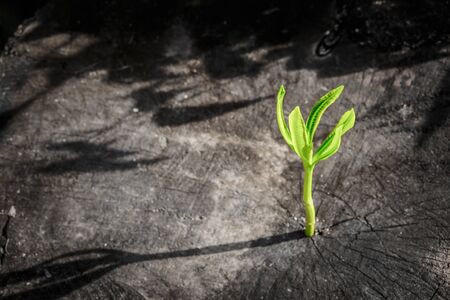 New tree growth up on dead tree as business concept can be successの写真素材