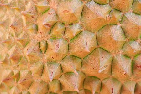 Durian shell close-upの写真素材