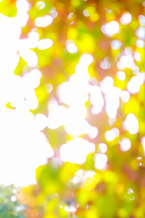 Blurred image of bokeh of tree leaf with vintage tone style