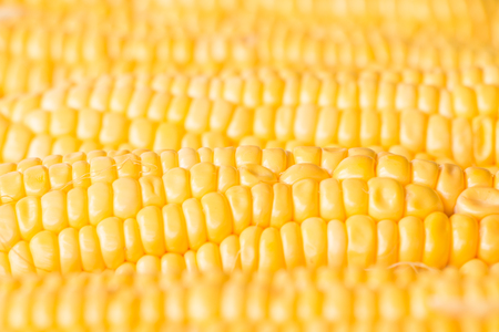 Fresh sweet corn on wooden tableの写真素材