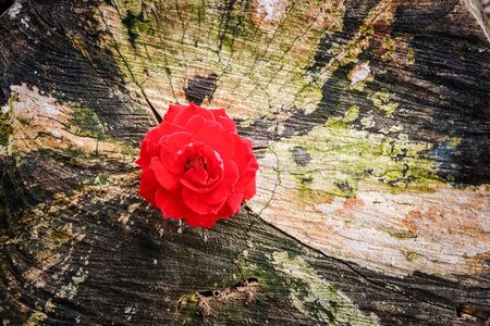 red rose on grunge stump ass begin new life is beautiful. new life conceptの写真素材